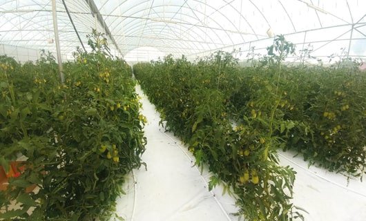 Greenhouse Flooring Films